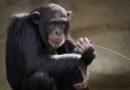 Şempanzeler Yamyam Mı ?